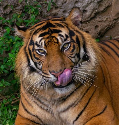 Premium Photo Portrait Of A Sumatran Tiger