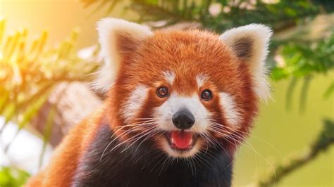 International Red Panda Day 2021 Lesser Known Facts About The