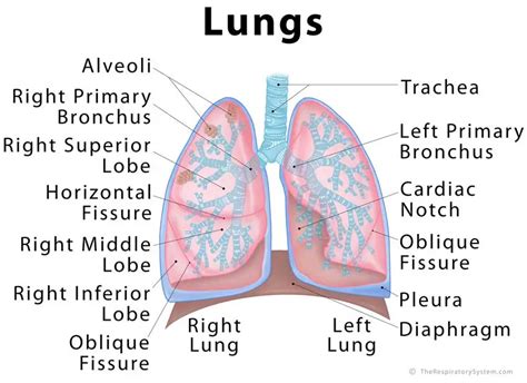 Diagram Bilateral Diagram Of The Lungs Mydiagramonline