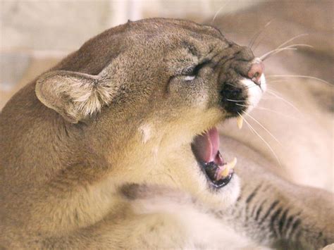 1 Dead 1 Injured In Cougar Attack In Washington State