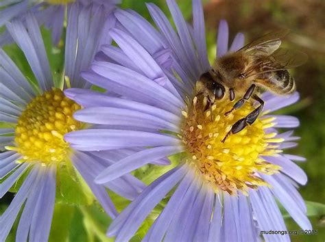 The type of honey made by the bees is dependent on the types of foliage and flowers available to the bees. Honey Bee Friendly Flower: Asters (or Daisies) | NL ...