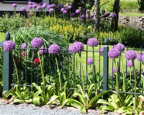 The pain comes from the stone moving down from the kidney to the bladder via the ureter. Allium 'Ambassador' Bulbs - Buy online at Farmer Gracy UK