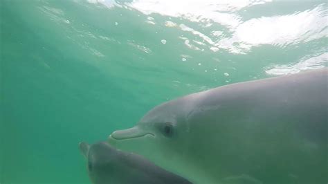 Snorkeling With Dolphins On Kangaroo Island Australia Youtube