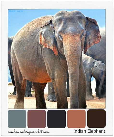 What Colour Are African Elephants Peepsburghcom