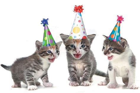 Birthday Cat Pictures