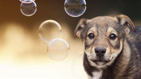 Dog Safe Bubbles Fun Summer Game With Your Dog