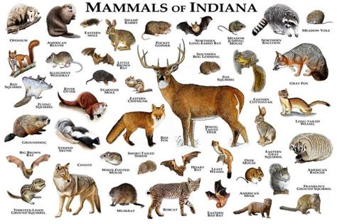 Mammals Of Indiana Poster Print Indiana Mammals Field Guide Etsy In