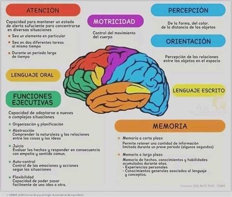 C Mo Funciona El Cerebro Fonctionnement Du Cerveau Neurosciences Parties Du Cerveau
