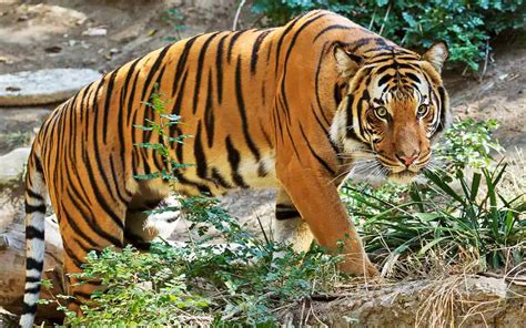 Harimau Malaya 10 Fakta Menarik Anda Kena Tahu Punca Kepupusan Dan