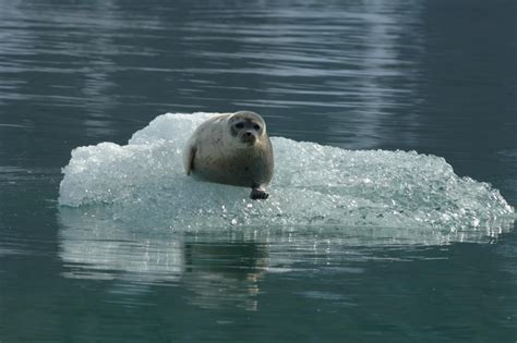 Svalbards Ringed Seals In A Changing Climate Svalbards Miljøvernfond