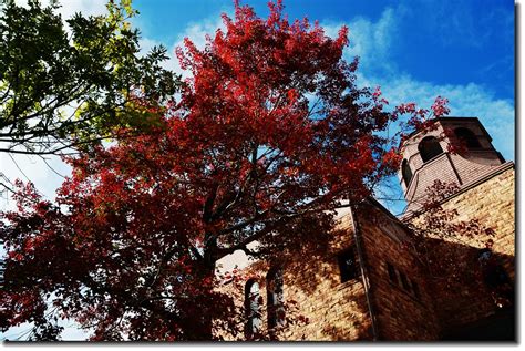 Maple In Fall Mapleton Hill Boulder 4 Edjimy Flickr