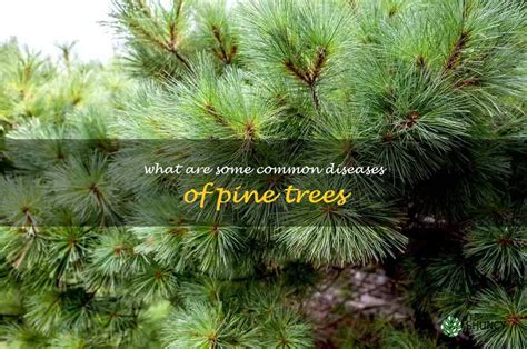 Identifying And Treating The Most Common Diseases Of Pine Trees Shuncy