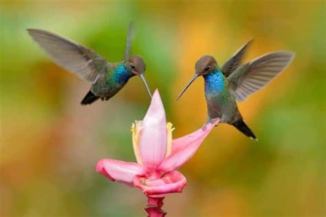 What flowers should you plant to attract butterflies? How to Attract Hummingbirds and Butterflies to Your Garden ...