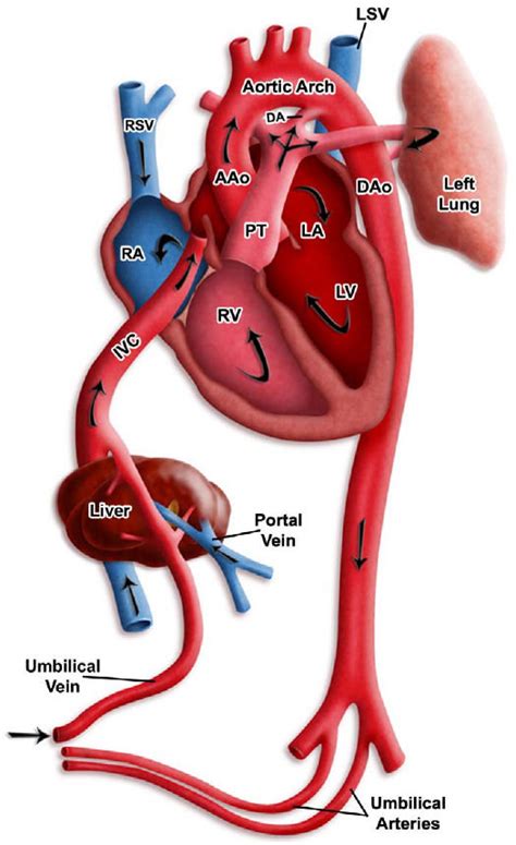 A Diagram Displaying The Blood Flow In The Heart Of A Late Prenatal