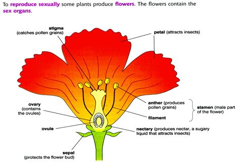 Parts Of A Flower Flower Structure Flowers