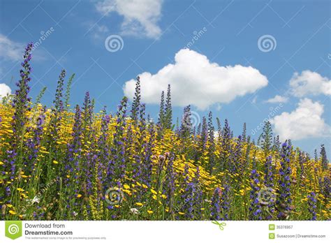 Flowery Meadow Of Wildflowers Against Blue Sky With Cloud Stock Image