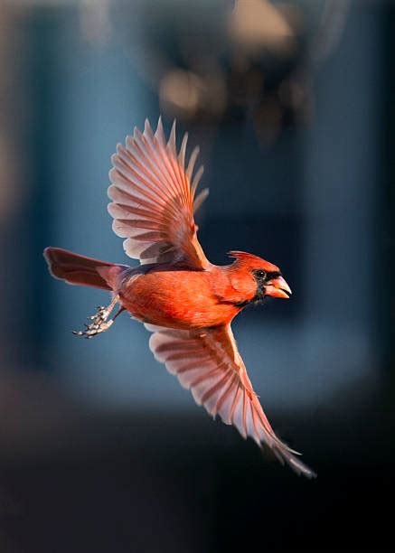 Red Cardinal Flying Stock Photos Pictures And Royalty Free Images Istock