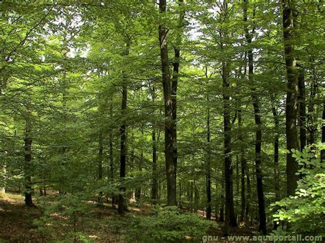 Forêt Définition Importance Photos