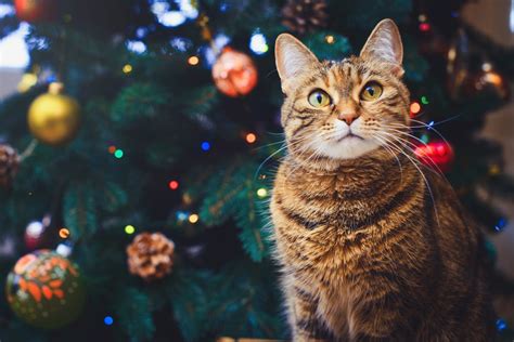Taking Care Of Your Cat At Christmas