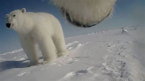 Polar Bear Body Cams Capture Never Before Seen Behavior From Arctic