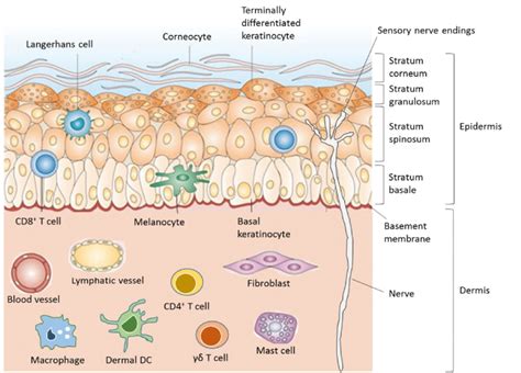 2 Anatomy And Resident Immune Cells Of Healthy Human Skin Download