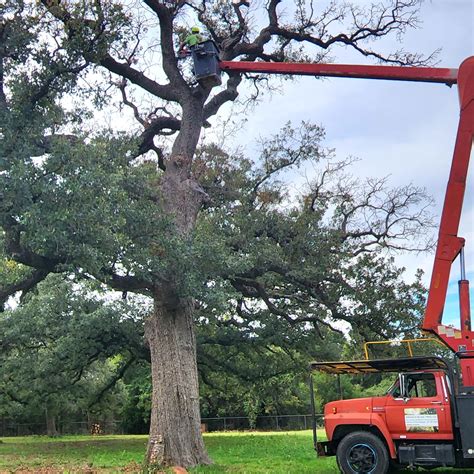 branch boss tree co cleburne texas