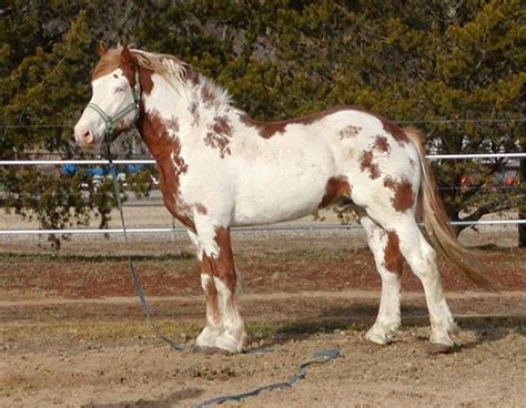 North American Spotted Draft Stallion Bhr Bryants Jake Clydesdale