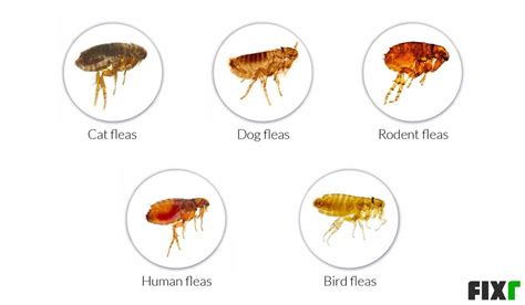Cost To Exterminate Fleas Flea Pest Control Cost