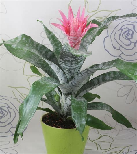 Pilea peperomioides stammt aus china und ist als ufopflanze oder kanonierblume bekannt. Lanzenrosette (Aechmea fasciata) | Blühende pflanzen ...