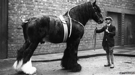 Worlds Oldest Shire Horse Event Looks To Increase Interest Largest