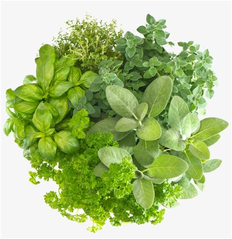 Herb Free Download Png Fresh Herbs Png Image Transparent Png Free