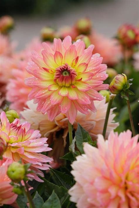 Flowers to grow in summer. How to Grow Border Dahlias in Containers