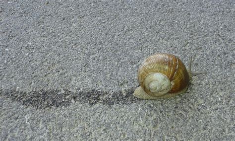 Crawling To A Different Beat How Do Snails Move