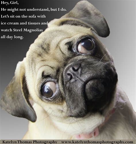 Pin By Fawna Cipher On My Work Pugs Funny Pug Memes Pugs