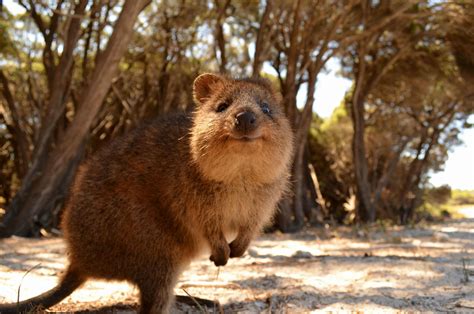 Quokkas 20 Pics Of The Happiest Animal On The Planet Xen Life