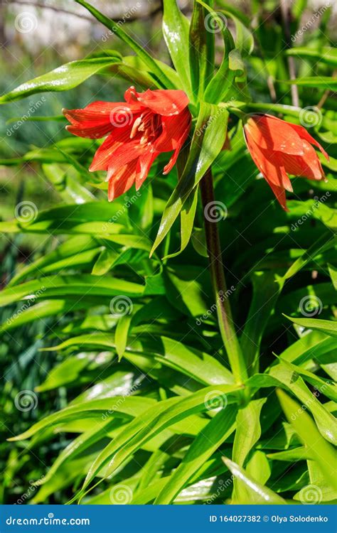 Orange Crown Imperial Lily Flowers Fritiallaria Imperialis In Garden