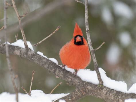 Cardinal After The Snowfall Feederwatch