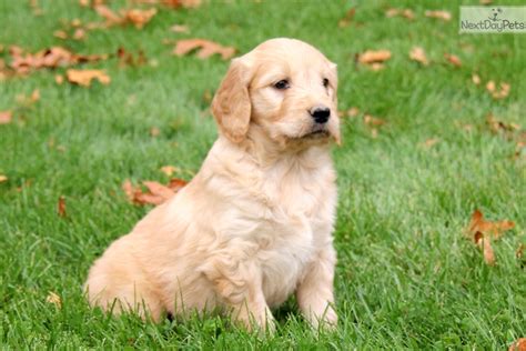 Maybe you would like to learn more about one of these? Goldendoodle puppy for sale near Lancaster, Pennsylvania | 0c1efbd4-1601