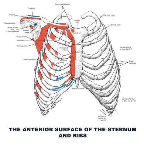 Anatomy Of Ribs And Sternum How Many Ribs Do Humans Have Men Women