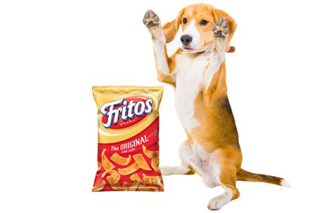 Many dry and canned cat food manufacturers actually use corn as a filler since it's much less expensive than animal muscle meat. Why Do Dog Feet Smell Like Fritos?