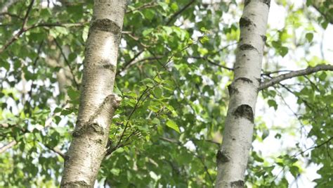 Birch Trees In Summer Season Stock Footage Video 100 Royalty Free