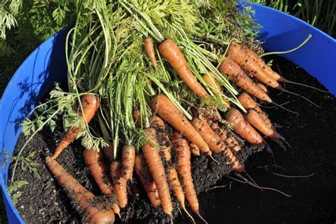 How To Grow Carrots In Containers Gardeners Path