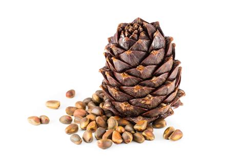 The Health Benefits Of Pine Nuts Facty Health
