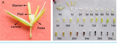 Figure 1 From Germination Characteristics Among Different Sheepgrass