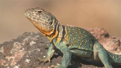 Collared Lizard A Popular Common Name For This Lizard Is The
