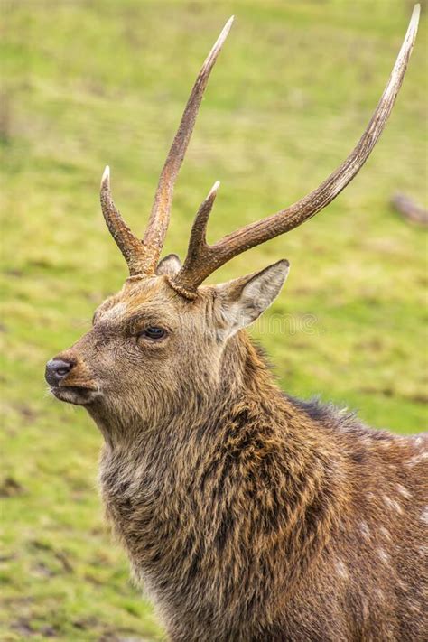 Close Up Portrait Of A Male Sika Deer Stock Photo Image Of Animals