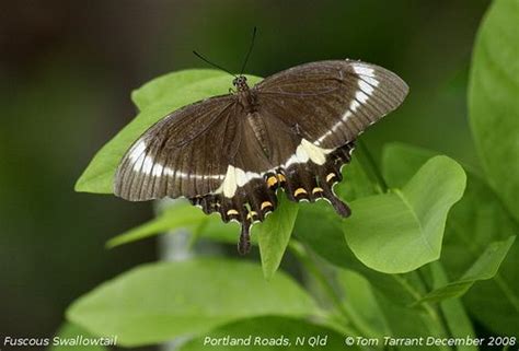 Fuscous Swallowtail Papilio Fuscus Swallowtail Brown Butterflies Moth