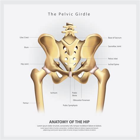Diagram Of The Pelvic Girdle Labeled Stock Vector Illustration The