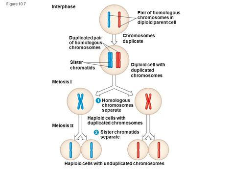 Meiosis And Inheritance Diagram Quizlet