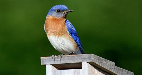 Eastern Bluebird Identification All About Birds Cornell Lab Of